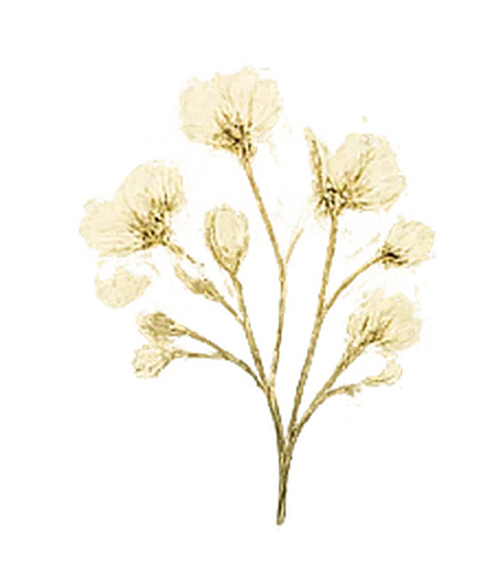 Small botanical flower cluster